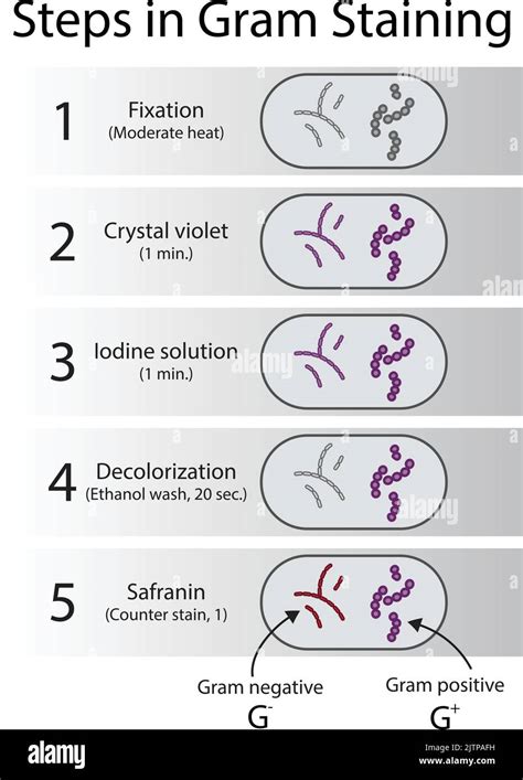 Diagram showing gram staining microbiology lab technique steps ...