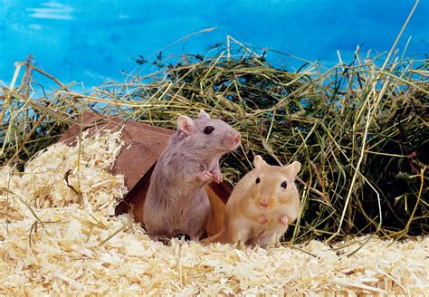 Gerbil | Diet, Habitat & Lifespan | Britannica