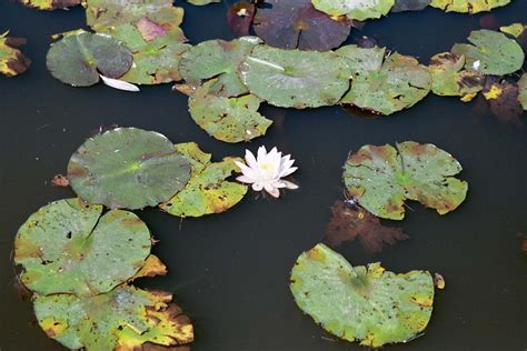 Day 38: Water Lilies | Apb148's Blog