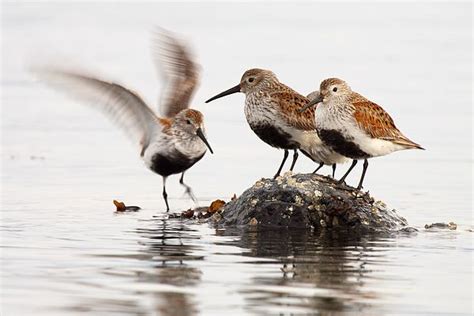 Dunlin Winging In To Join Flock by Max Allen | Pretty birds, Sea birds, Beautiful birds