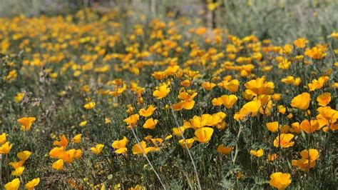 The desert is blooming! Here's your 2020 Tucson wildflower watch 🌼 ...