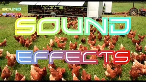 Chicken Sound Effect #8 - YouTube