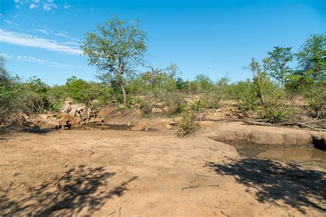 Kruger Walking Safari - 3 Day - Safari With Us