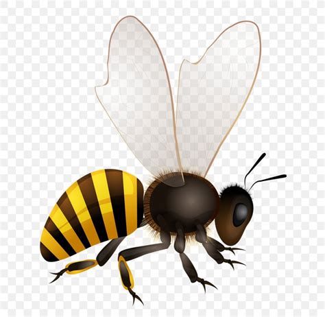 Honey Bee Hornet Illustration, PNG, 672x800px, Bee, Africanized Bee ...