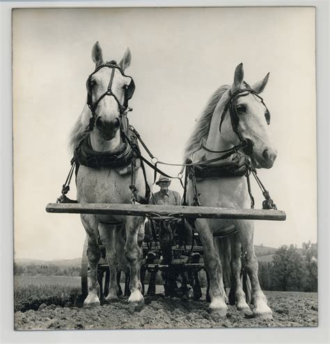 Two horses in harness and yoke | Smithsonian Institution