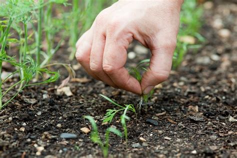 How to Grow Dill | BBC Gardeners World Magazine