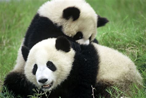 What Do Pandas Eat? And Other Giant Panda Facts | Stories | WWF