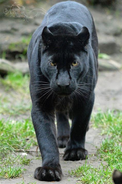 Pantera negra | Black jaguar animal, Black panther cat, Jaguar animal