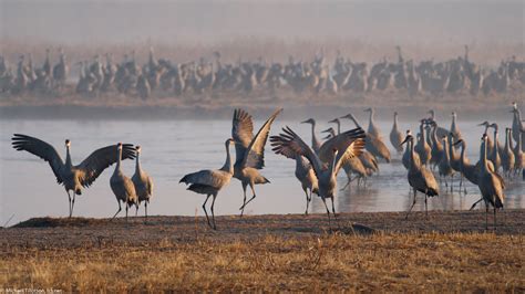 Sandhill Cranes on the Platte River | Sandhill cranes, Egrets and herons, Sandhill crane