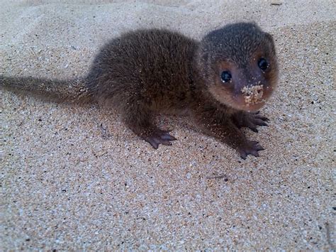 A friend took a photo of this baby mongoose in Hawaii. I love his sandy little nose. | Cute ...