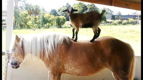 "Goats Riding Horses Compilation" || CFS - YouTube