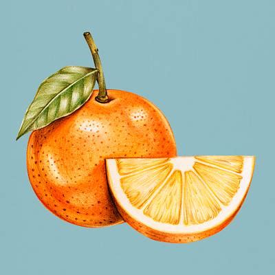 Hand drawn sketch of oranges | Free stock illustration - 410131