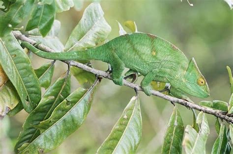 Chameleon | Camouflage -The Art of Hiding | Pinterest