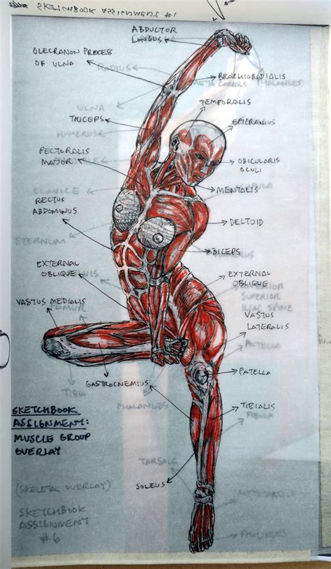 Anatomie Du Corps