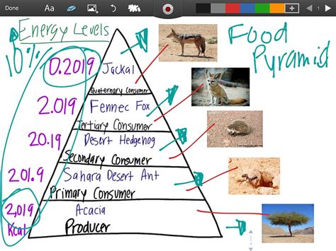 Desert Food Pyramid