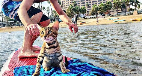 Surfing Cat Maverick Catches Waves and the Internet’s Attention | BeChewy