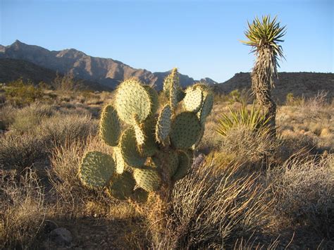 Mojave desert vegetation | Flickr - Photo Sharing!