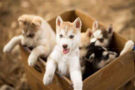 Five assorted-color Siberian puppies, carton box, puppies, baby animals ...