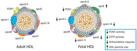 Hdl Vs Ldl Structure