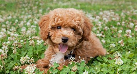 63+ Bichon Puppy Brown - l2sanpiero