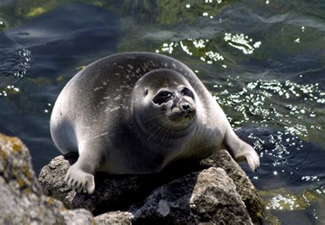 Baikal seal, Deep sea animals, Sea seals, Animals, Deep sea creatures