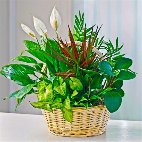 Classic Sympathy Dish Garden - Plants | The Sympathy Store