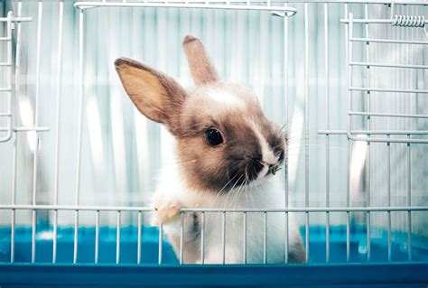 Latest Buzz on How to Clean a Rabbit Cage