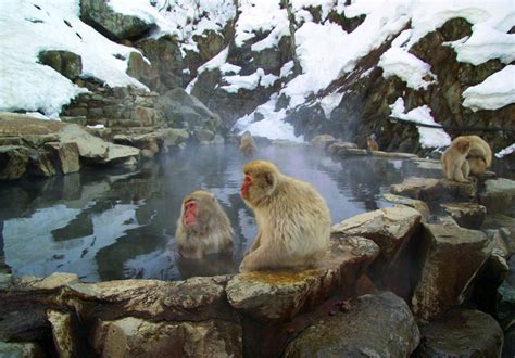 Study: Japanese Macaques Bathe in Hot Springs to Reduce Cold-Climate Stress | Biology | Sci-News.com