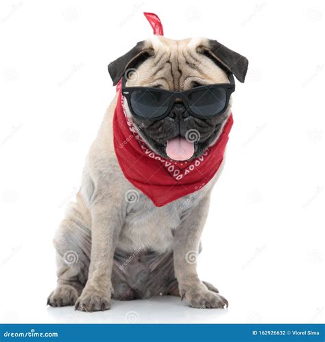 Cool Pug Wearing Sunglasses and Sticking Out Tongue Stock Photo - Image ...