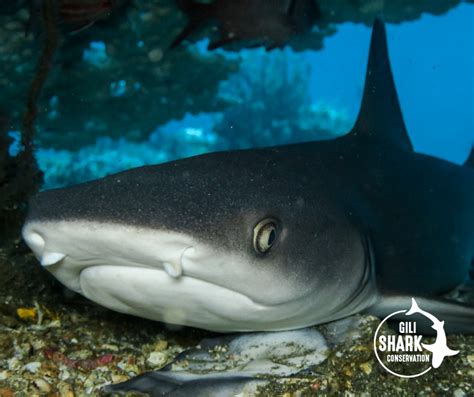 A Full Guide to Shark Reproduction and Baby Sharks