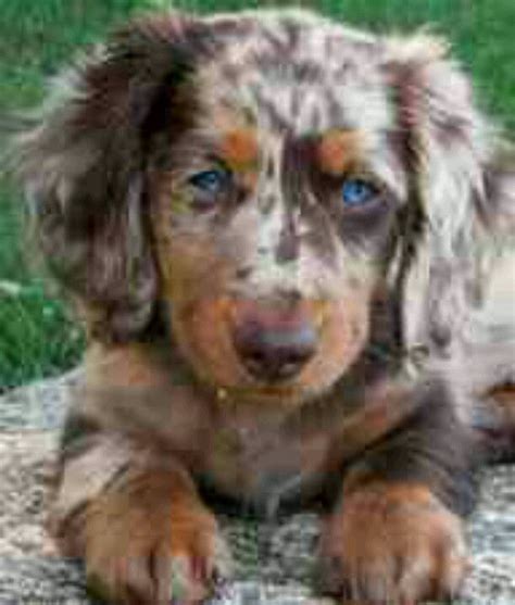 Chocolate blue merle Aussie :) | Dapple dachshund puppy, Dachshund puppies, Puppies