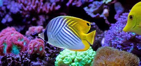 Keeping The Lemon Butterfly | Tropical Fish Hobbyist Magazine