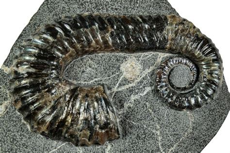 2.05" Cretaceous Heteromorph Ammonite (Aegocrioceras) Fossil - Germany (#228156) For Sale ...