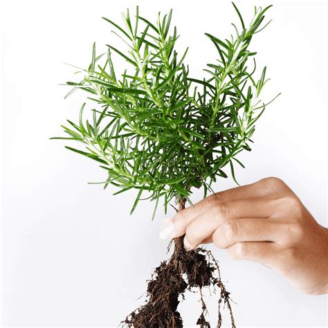 How To Propagate a Rosemary Plant From Stem Cuttings