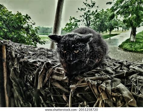 1,721 Wet Cat Rain Stock Photos, Images & Photography | Shutterstock