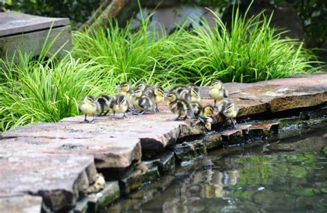 African Comb Duck - British Waterfowl Association