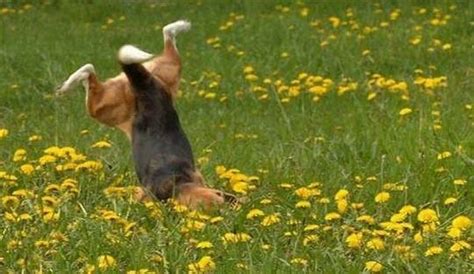 Funny Picture: Funny Animals Falling Down