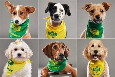 Who Won Puppy Bowl Mvp