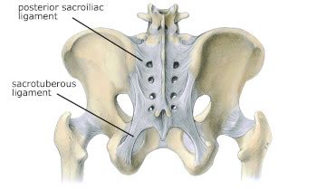 The Sacrotuberous Ligament - Academy of Clinical Massage