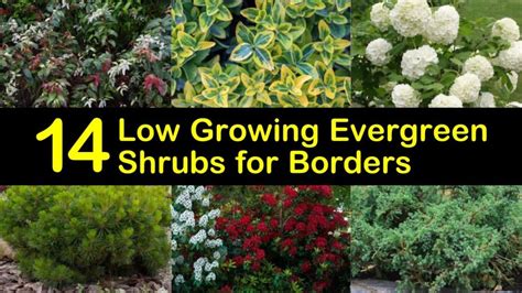 14 Low Growing Evergreen Shrubs for Borders