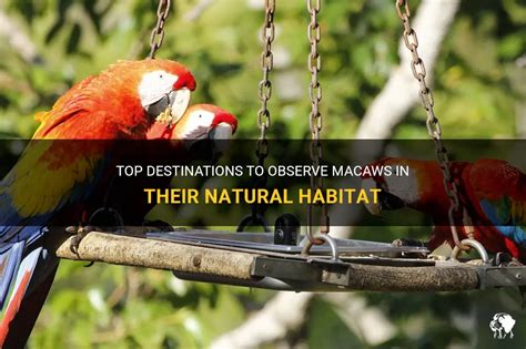 Top Destinations To Observe Macaws In Their Natural Habitat | PetShun