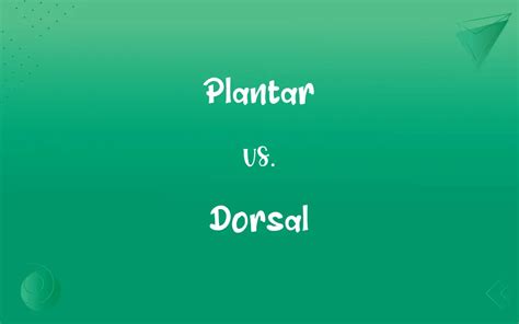 Plantar vs. Dorsal: What’s the Difference?