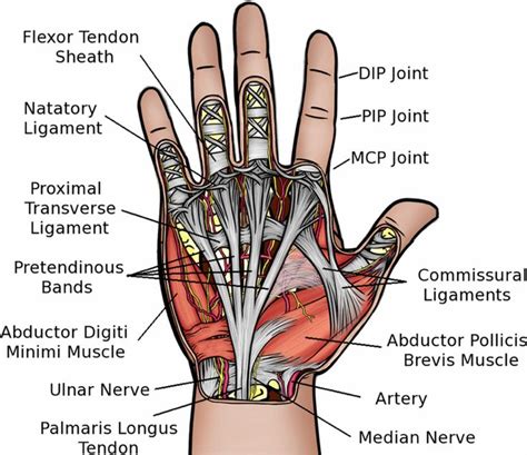 Hand anatomy, Anatomy, Medical knowledge