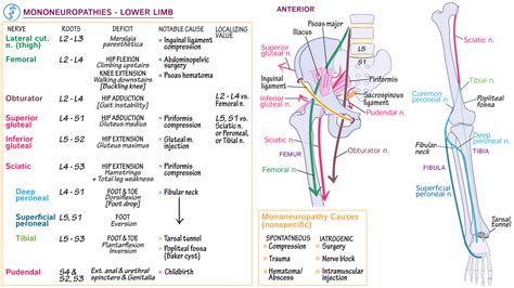 Pathology: Lower Extremity - Mononeuropathies | Draw It to Know It