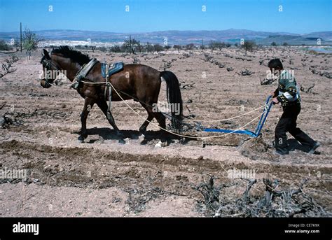 Farm Horse Plowing