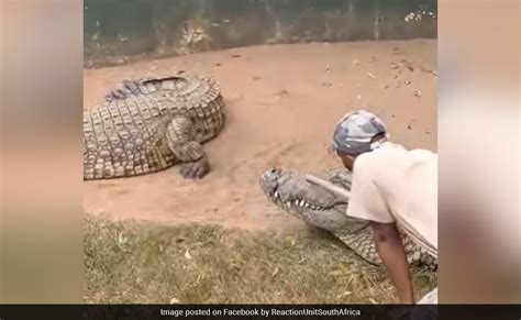 Video: Narrow Escape For Zookeeper As 15-Foot Crocodile Attacks