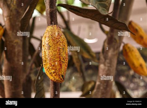 Close up detailed front view of cacao bean on tree Stock Photo - Alamy