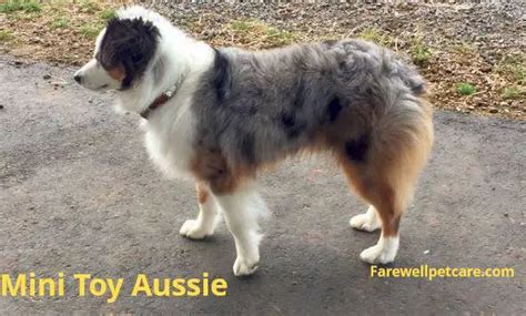 Miniature Toy Australian Shepherd: The Ultimate Guide - Farewell Pet Care