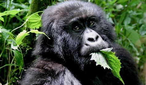 What do Gorillas Eat ? | Learn about what Gorillas Ejoy to Eat/Feed on