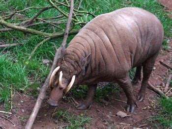 Babirusa: The Animal Files